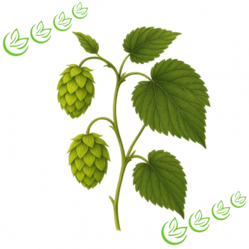 Hopfen Extrakt 500 ml